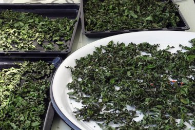 Nane şekerini kurutmak, güneşte nane şekerini kurutmak, kuru nane şekerini kurutmak, evde nane şekerini kurutmak.,