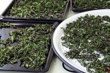 Nane şekerini kurutmak, güneşte nane şekerini kurutmak, kuru nane şekerini kurutmak, evde nane şekerini kurutmak.,