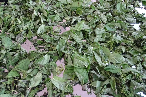 Nane şekerini kurutmak, güneşte nane şekerini kurutmak, kuru nane şekerini kurutmak, evde nane şekerini kurutmak.,