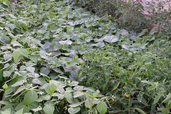 Der Blick Aus Einem Natürlichen Garten Bohnen Gurken Und Tomaten — Stockfoto