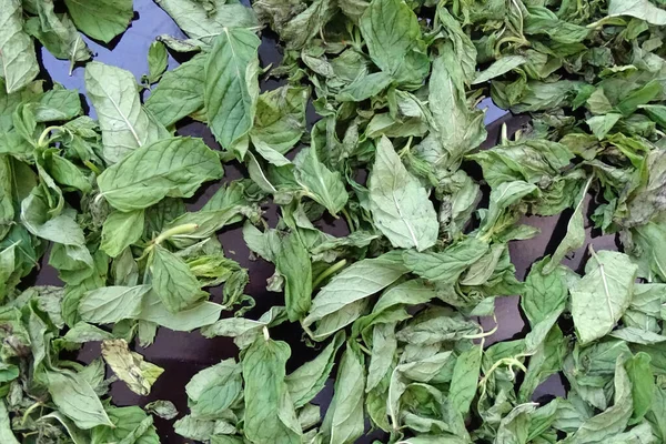 Nane şekerini kurutmak, güneşte nane şekerini kurutmak, kuru nane şekerini kurutmak, evde nane şekerini kurutmak.,