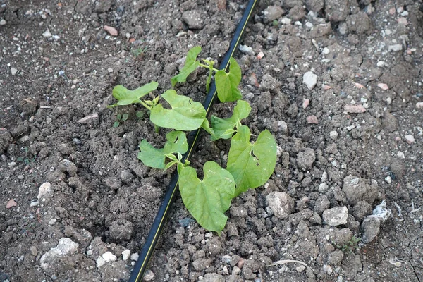 Jardín Natural Planta Frijol Comenzando Hoja Sistema Riego Por Goteo — Foto de Stock