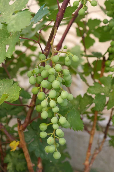 Unreife Saure Trauben Rohe Trauben Trauben Weinstock — Stockfoto