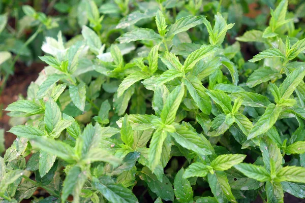 Close Green Fresh Mint Natural Aromatic Mint Garden — Stock Photo, Image