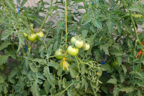 Cultivando Tomates Naturales Suelo Planta Tomate Suspendida Con Cuerda — Foto de Stock