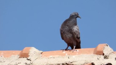 Gri güvercin evin çatısında duruyor, güvercin bir nesnenin üzerinde duruyor, vahşi güvercin.,