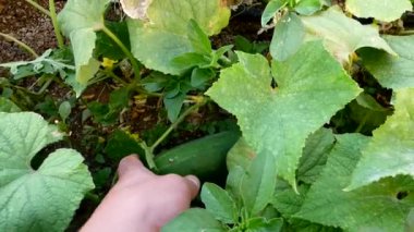 Tohum, salatalık, salatalık, salatalık almak için büyük bir salatalık kaldı.,