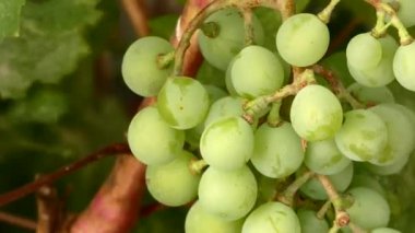 Bir demet üzüm olgunlaşmaya başlıyor, bir demet üzüm asmanın üzerinde.,
