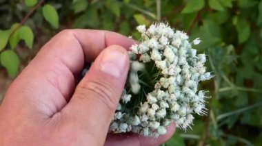 Bahçedeki doğal açık alan soğan, soğan tohumu