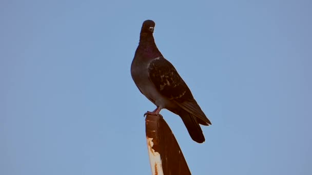 灰色の鳩が家の屋根の上に立っていて近くの鳩は物体の上に立っていて野生の鳩は — ストック動画