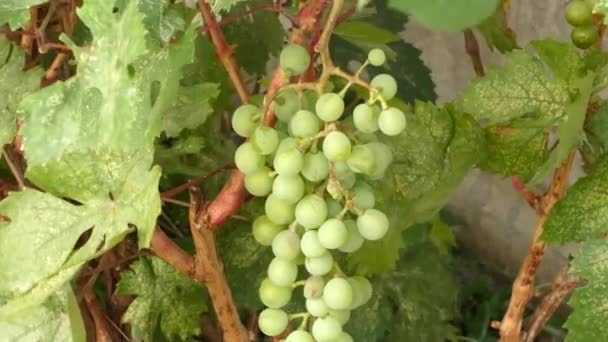 Bando Uvas Amadurecer Bando Uvas Numa Videira — Vídeo de Stock