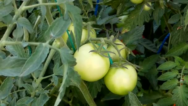 Natuurlijke Tomaten Open Veld Tuin — Stockvideo