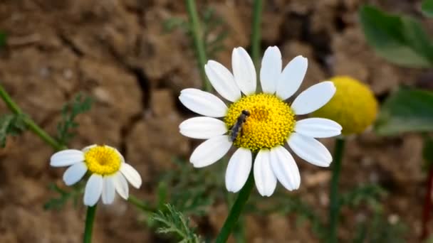 Jesień Stokrotka Kwiat Pszczoła Nim Zbliżenie Stokrotka Biały Stokrotka Kwiat — Wideo stockowe