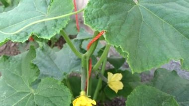 Bahçede, salatalıklar, salatalıklar çiçek açtı ve küçük salatalıklar oluştu.,