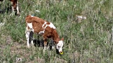 Otlakta otlayan inek ve boğa, başımızın üstünde otlayan sığırlar.,