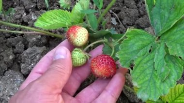 Toprakta yetişen doğal ve organik çilekler, çilek bitkisinde olgunlaşmış çilekler.,