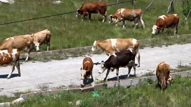 牧草地で牛や牛を放牧し牛を放牧し — ストック動画