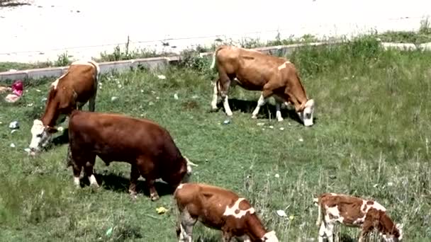 牧草地で牛や牛を放牧し牛を放牧し — ストック動画