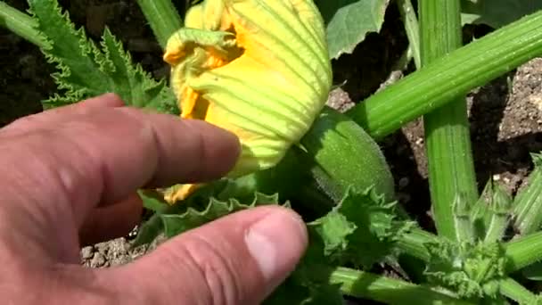 Zeleninové Cukety Kvetoucí Zahradě Čerstvé Cukety Dozrávají Zahradě — Stock video