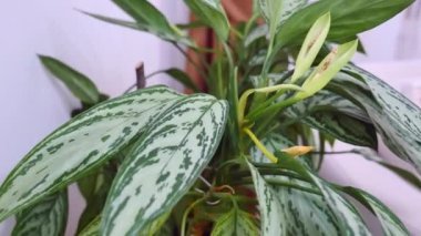 Dekoratif ev süsleri, saksılarda canlı çiçekler,