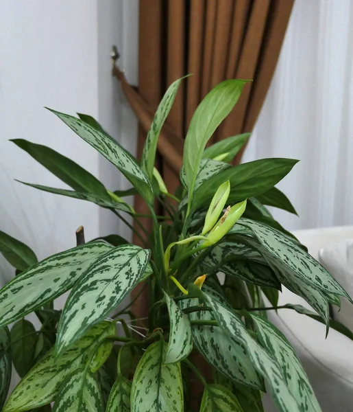 Aglaonema Dísznövény Pot Természetes Élő Aglaonema Virág Otthoni Környezetben — Stock Fotó