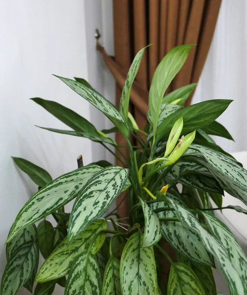aglaonema süs bitkisi, dekoratif ev çiçekleri, doğal canlı aglaonema çiçeği.,