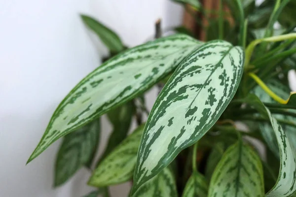 Aglaonema Prydnadsväxt Dekorativa Hus Blommor Naturliga Levande Aglaonema Blomma — Stockfoto