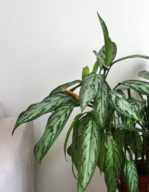 aglaonema süs bitkisi saksıda, doğal yaşam aglaonema çiçeği ev ortamında,