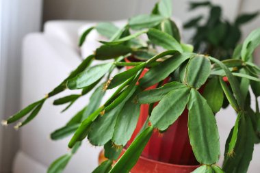 Dekoratif ev süsleri, saksılarda canlı çiçekler,