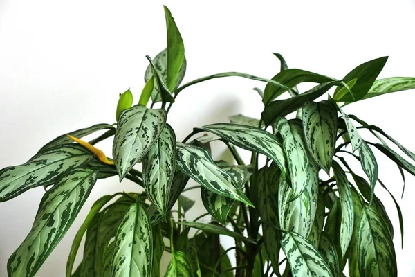 Aglaonema Dísznövény Pot Természetes Élő Aglaonema Virág Otthoni Környezetben — Stock Fotó