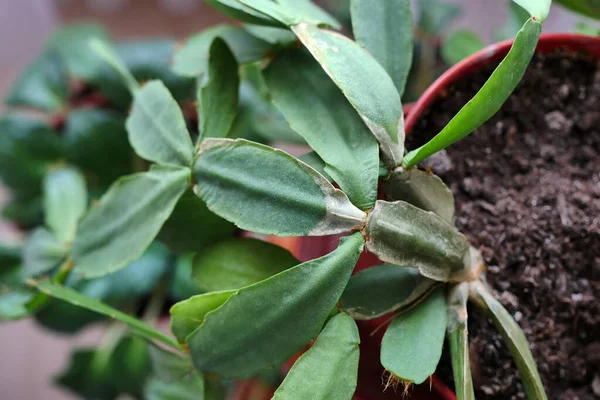 Dekoratif ev süsleri, saksılarda canlı çiçekler,