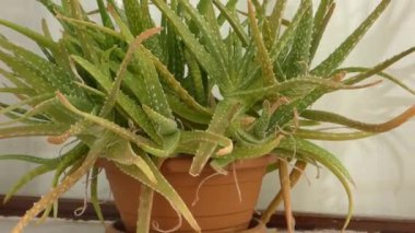 Ot içinde aloe vera bitkisi, aloe vera çiçeği, yakın plan aloe vera çiçeği.,