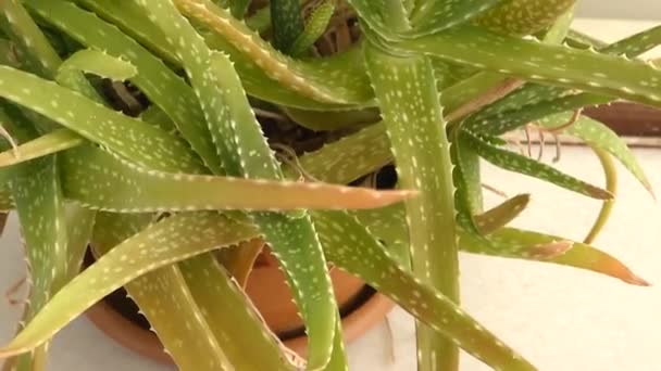 Içinde Aloe Vera Bitkisi Aloe Vera Çiçeği Yakın Plan Aloe — Stok video