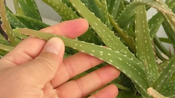 Buaya Aloe Tanaman Dalam Pot Buaya Aloe Bunga Close Aloe — Stok Video