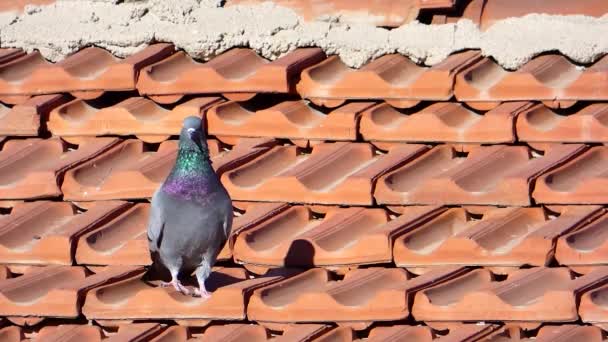 屋根のタイルの上に一人で立っている鳩 灰色の野生の鳩 — ストック動画