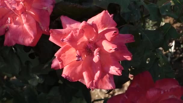 Fall Roses Pink Fall Rose Fading Rose Fading Pink Rose — Stock Video