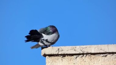 Güvercin sıçar sıçmaz çatıda tek başına duran bir güvercin.,