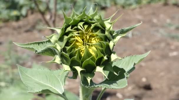 Planta Semilla Girasol Que Aún Abierto Flor — Vídeo de stock