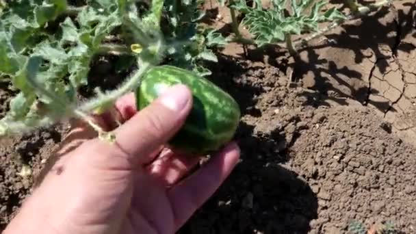 Watermeloen Plant Kleine Watermeloen Het — Stockvideo