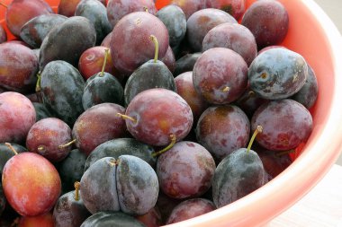 Yakın çekim olgun kırmızı erikler, doğal arka bahçe erikleri,