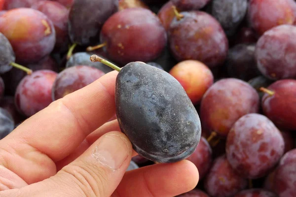 black close-up ripe damson plum, damson plum accordance with the natural drying,