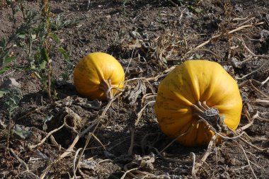 Kabak tarlalarında olgunlaşan kabak tohumu hasat zamanı,