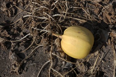 Kabak tarlalarında olgunlaşan kabak tohumu hasat zamanı,