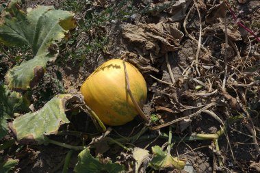 Kabak tarlalarında olgunlaşan kabak tohumu hasat zamanı,