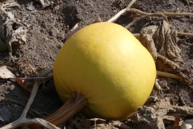 Kabak tarlalarında olgunlaşan kabak tohumu hasat zamanı,
