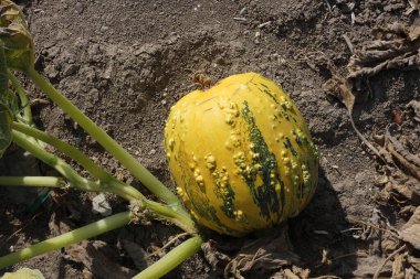 Kabak tarlalarında olgunlaşan kabak tohumu hasat zamanı,
