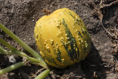 Kabak tarlalarında olgunlaşan kabak tohumu hasat zamanı,