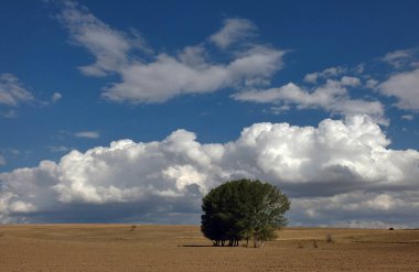 Karasal iklim manzarası, kuru tarlalar, kavak ağaçları ve gökyüzündeki yoğun bulutlar.,