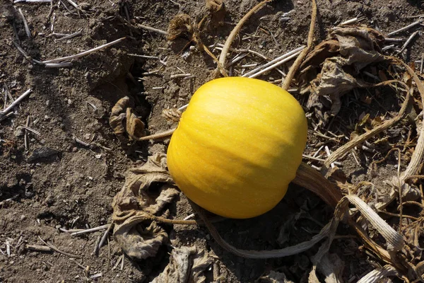 Kabak tarlalarında olgunlaşan kabak tohumu hasat zamanı,