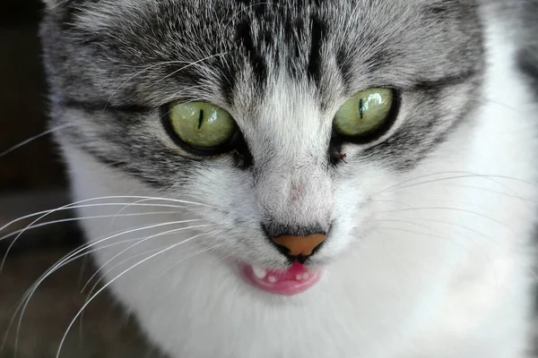 Närbild Katt Herrelös Katt Söt Grå Vit Tamkatt — Stockfoto